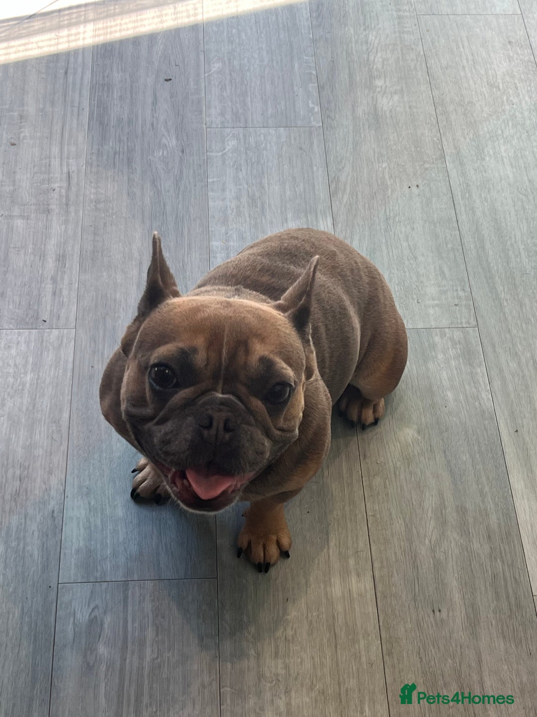 French Bulldog dogs for sale: Female French bulldog - Advert 14