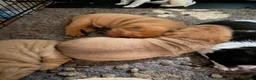 Mixed Breed dogs for sale: Sharpei x Ridgeback reserved - Advert 18