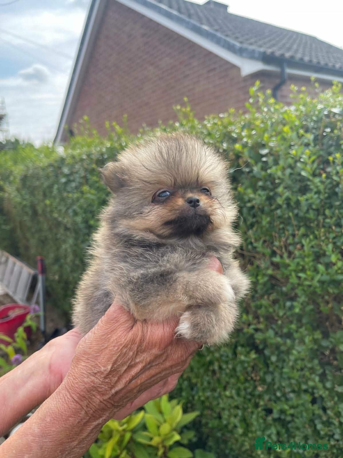 Pomeranian dogs Pomeranian puppies available for loving homes 💙💗 - Advert 17
