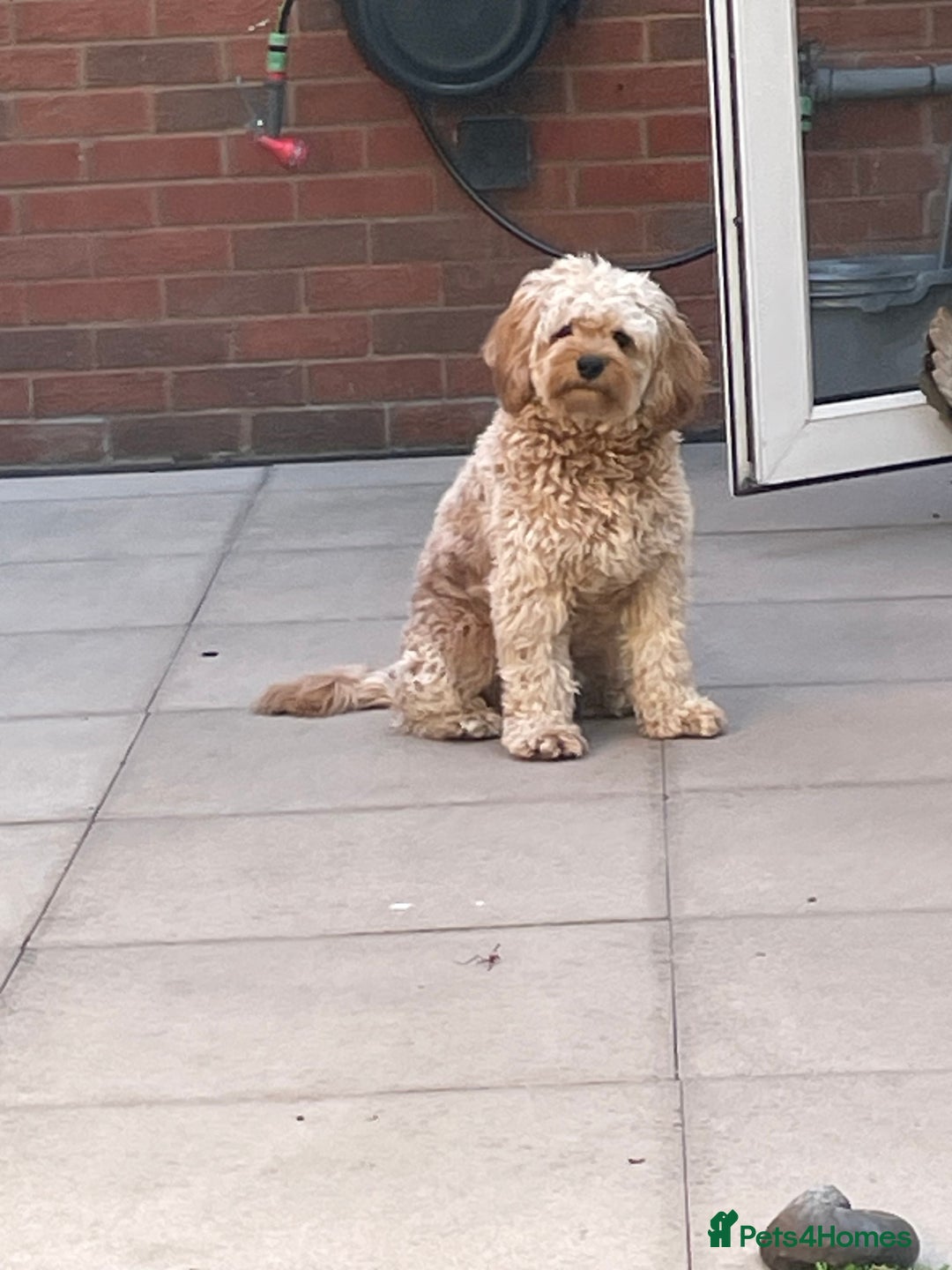 Cavapoo dogs for stud: Cavapoo for stud - Advert 1