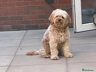 Cavapoo dogs Cavapoo for stud - Advert 9