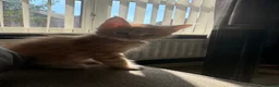Maine Coon cats for sale: 🐾 Stunning TICA Registered Maine Coon Kittens  - Advert 18