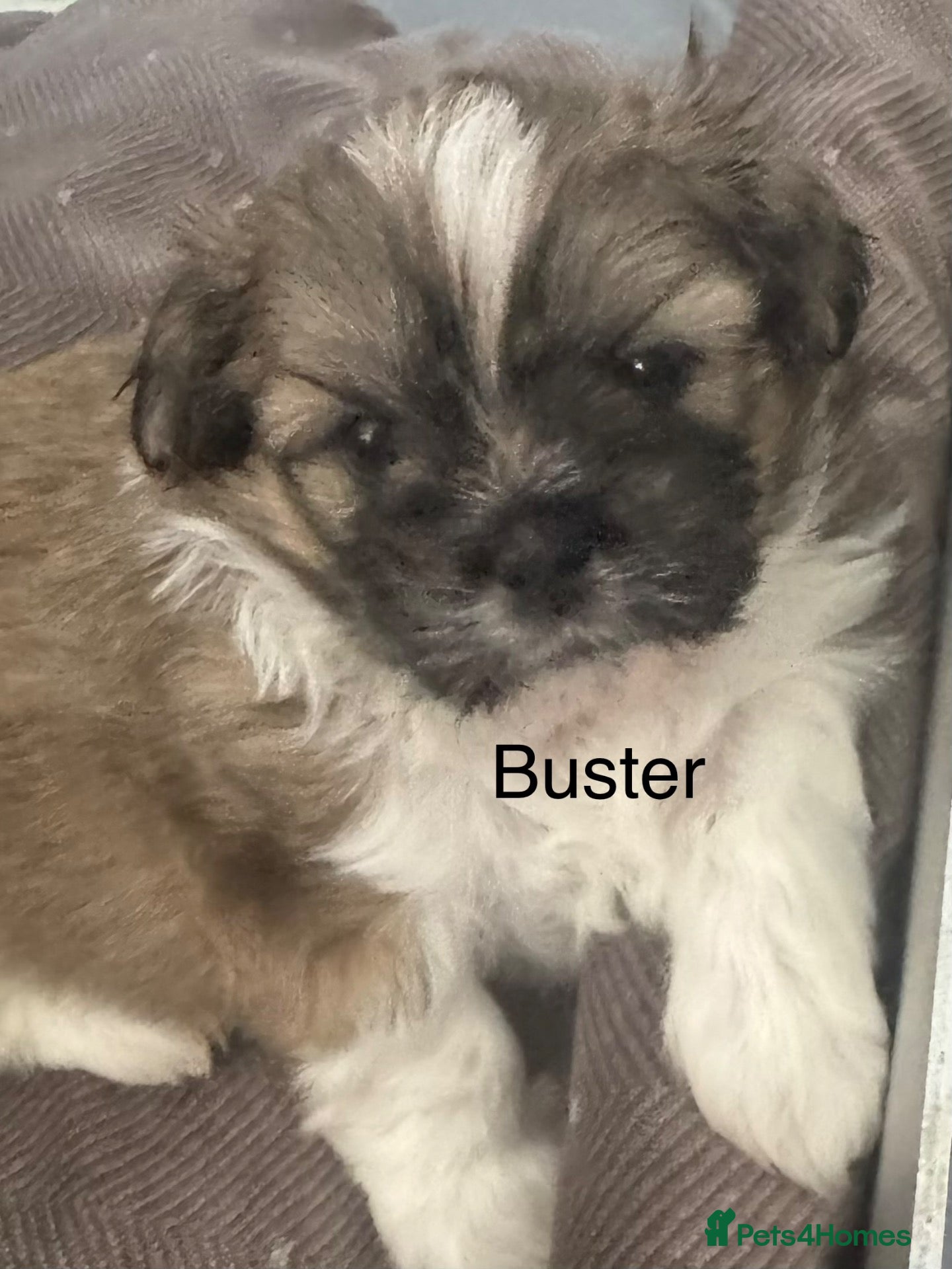 Shih Tzu dogs Shih Tzu pups - Advert 4