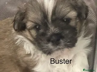 Shih Tzu dogs Shih Tzu pups - Advert 4
