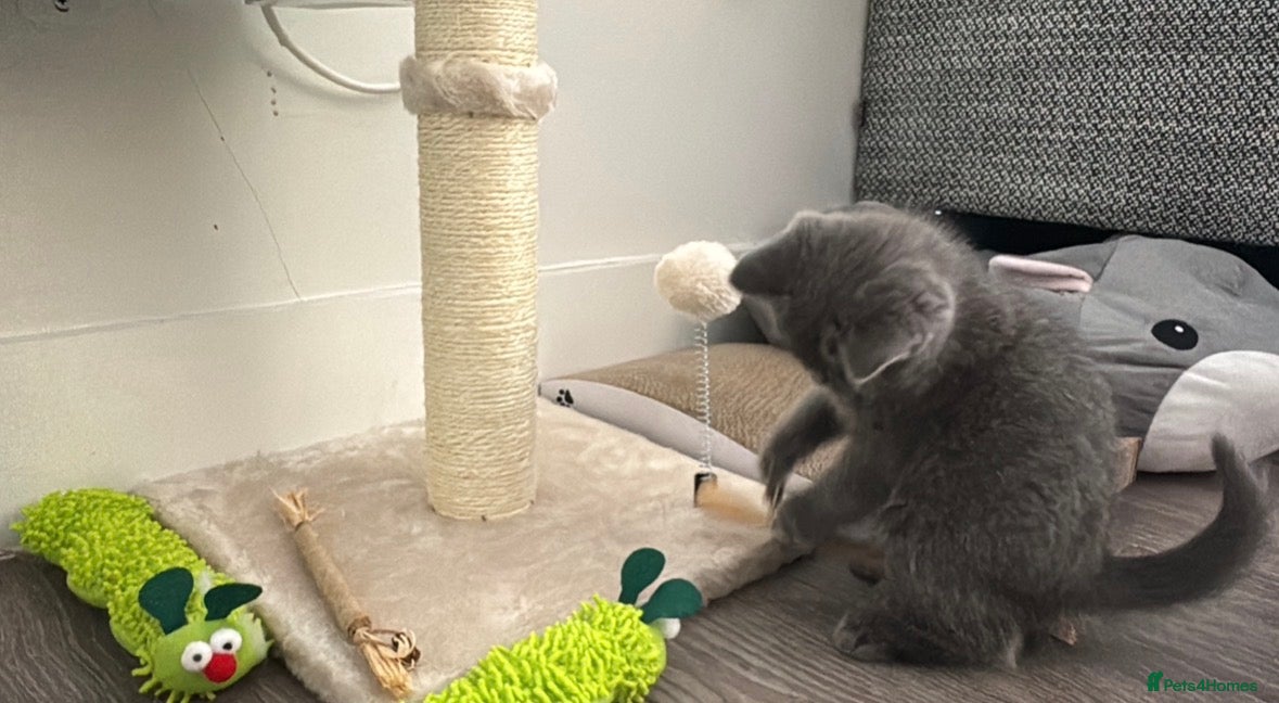 British Shorthair cats  British Shorthair Kitten Looking for a New Home  - Advert 1