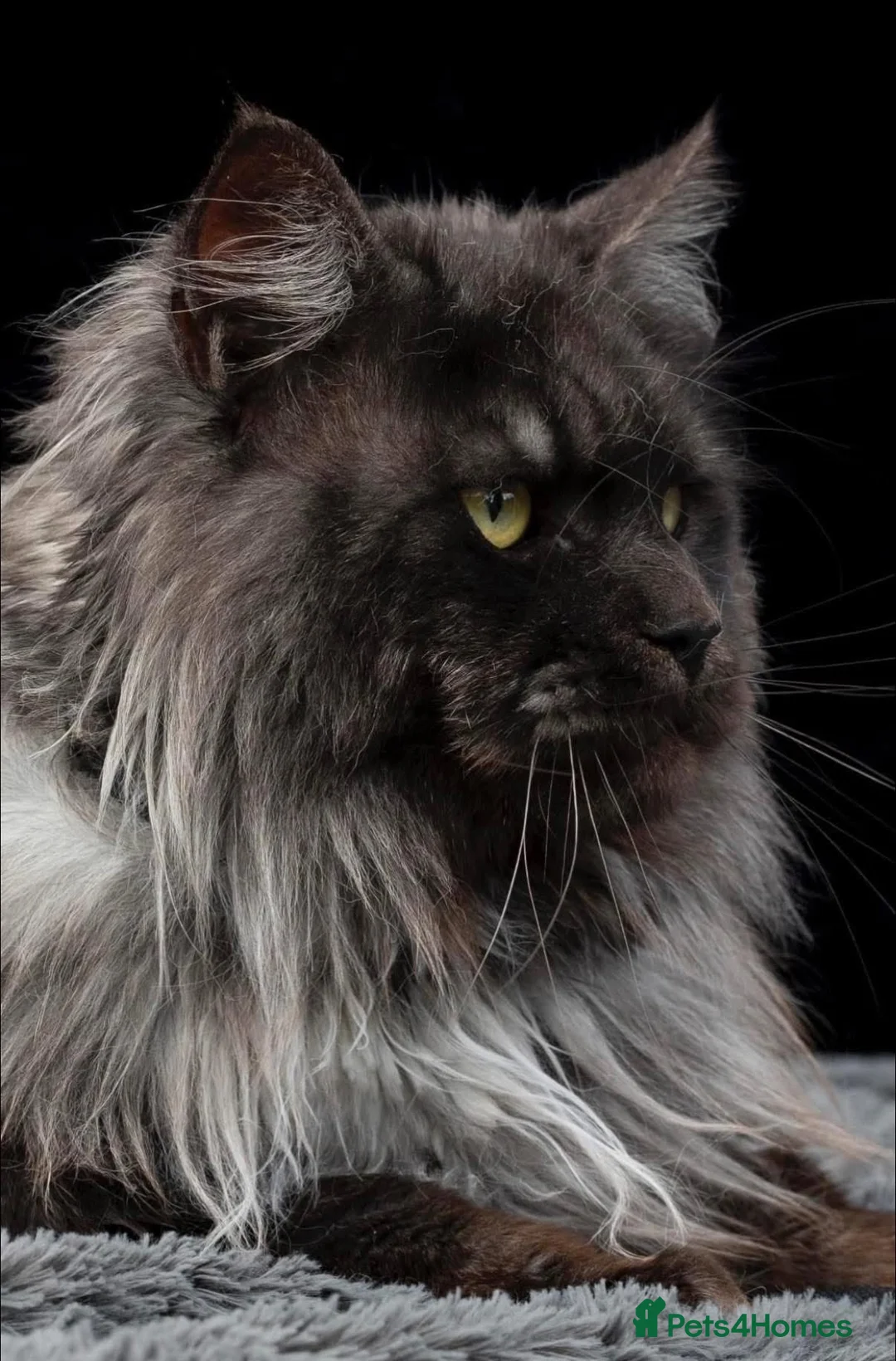 Maine Coon cats for sale: TICA registered Mainecoon kittens - Advert 8