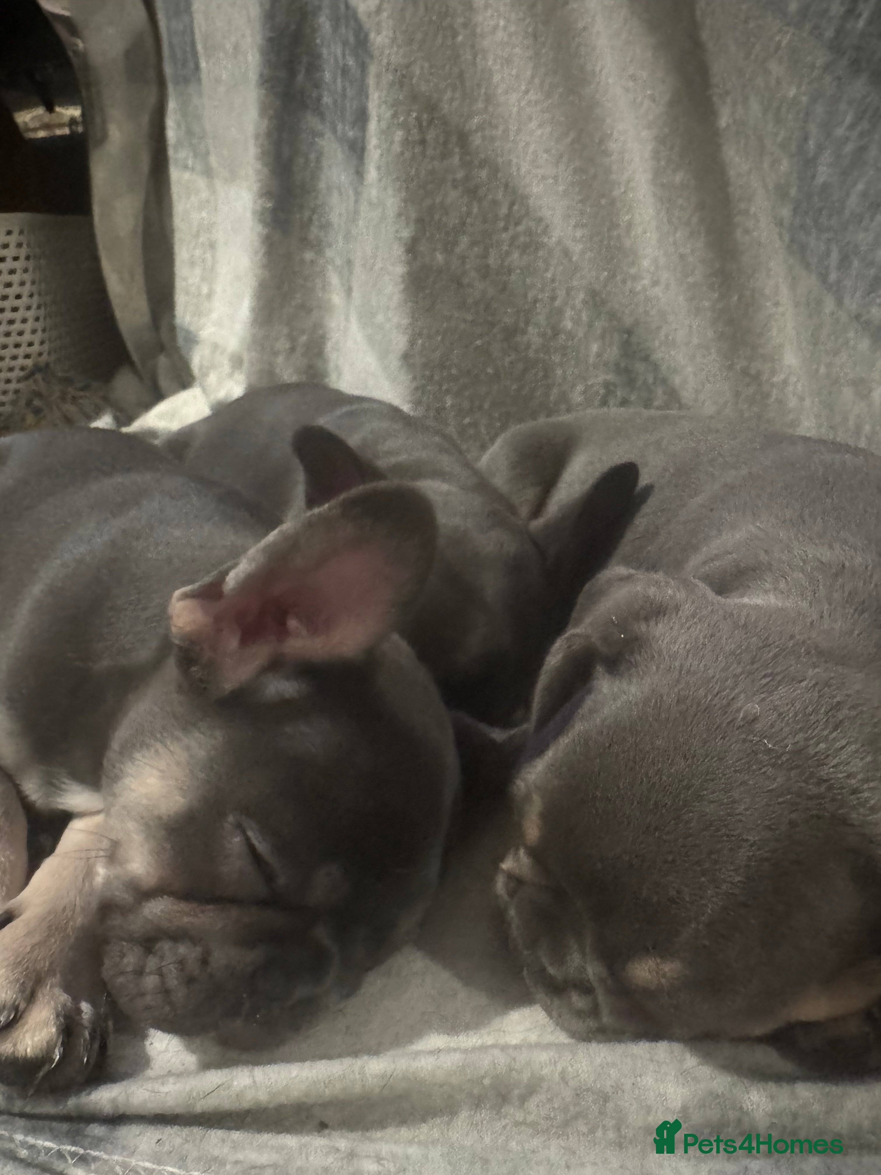 French Bulldog dogs French Bulldog Puppies - Advert 4