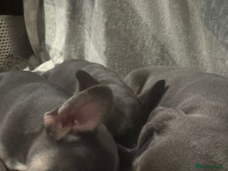 French Bulldog dogs French Bulldog Puppies - Advert 4