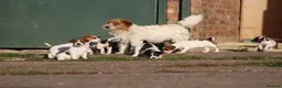 Jack Russell dogs for sale: Jack Russell Puppies for sale - Advert 14