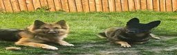German Shepherd dogs for sale: German Shepherd Pups in Newcastle - Advert 18