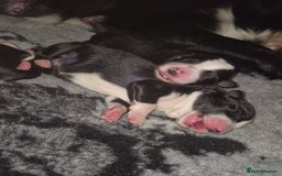 Border Collie dogs for sale: Pure border collie puppies  - Image 7