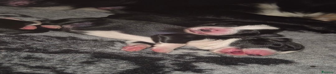 Border Collie Puppy 3