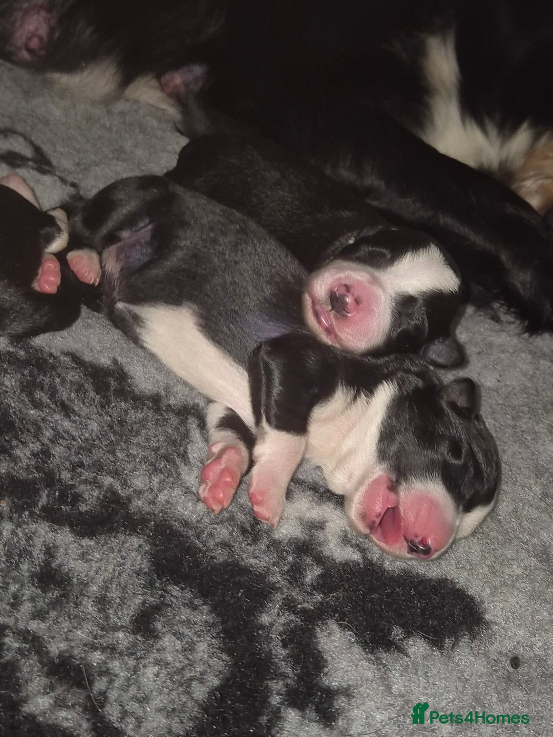 Border Collie dogs for sale: Pure border collie puppies  - Image 7