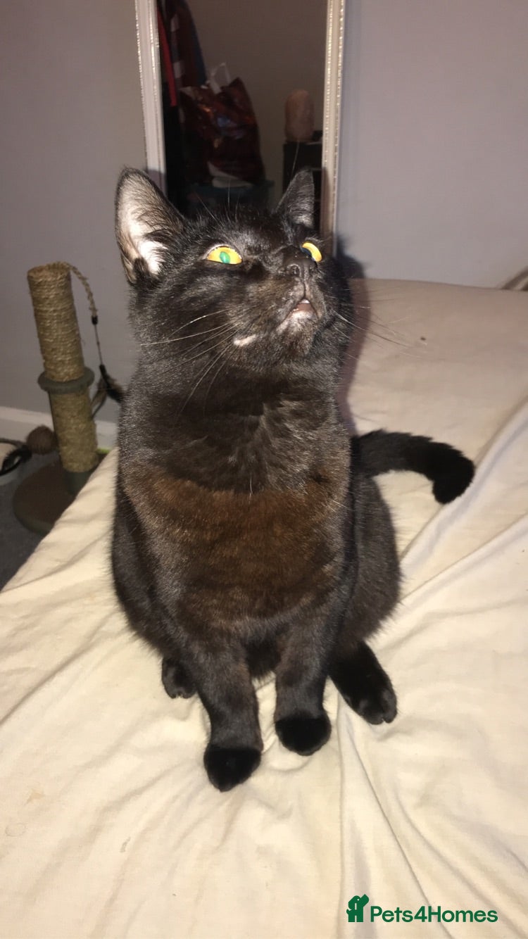British Shorthair cats De ** ter - Advert 4