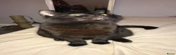 British Shorthair cats for sale: De ** ter - Advert 1