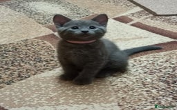 Russian Blue cats for sale:  Pure  Russian blue kittens. READY TO LEAVE - Image 4