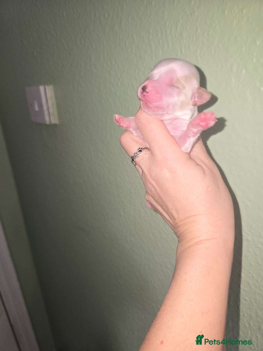 Yorkshire Terrier dogs for sale: wonderful puppies yorkshire terrier - Advert 8