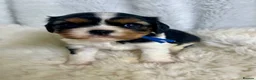 Cavalier King Charles Spaniel dogs for sale: Top quality, health tested Cavalier King Charles  - Advert 20