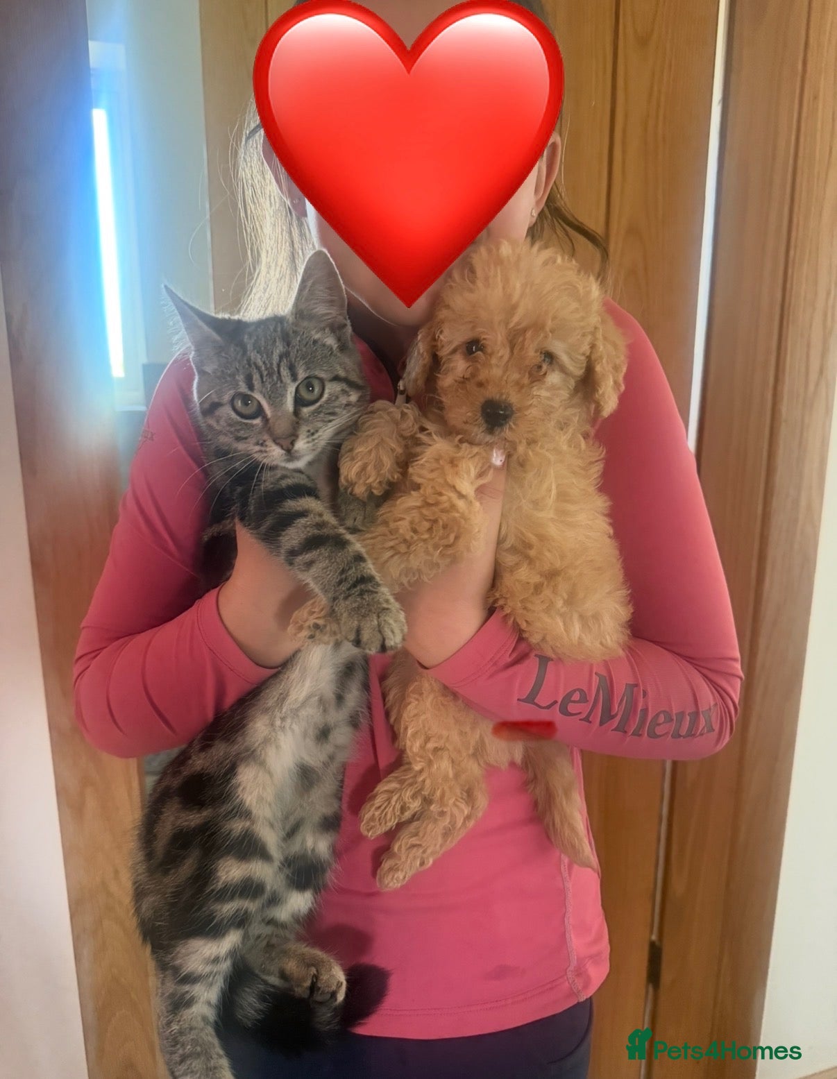 Labradoodle dogs Beautiful small / miniature labradoodles  - Advert 1