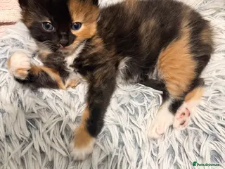 Mixed Breed cats Last girl available - Advert 1