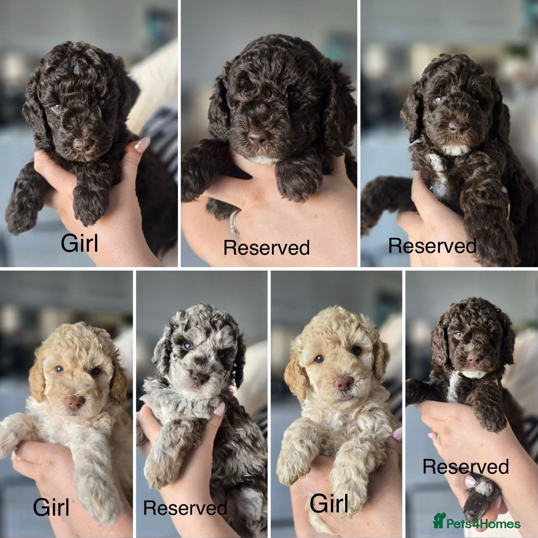 Labradoodle dogs Beautiful labradoodle puppies! - Advert 9