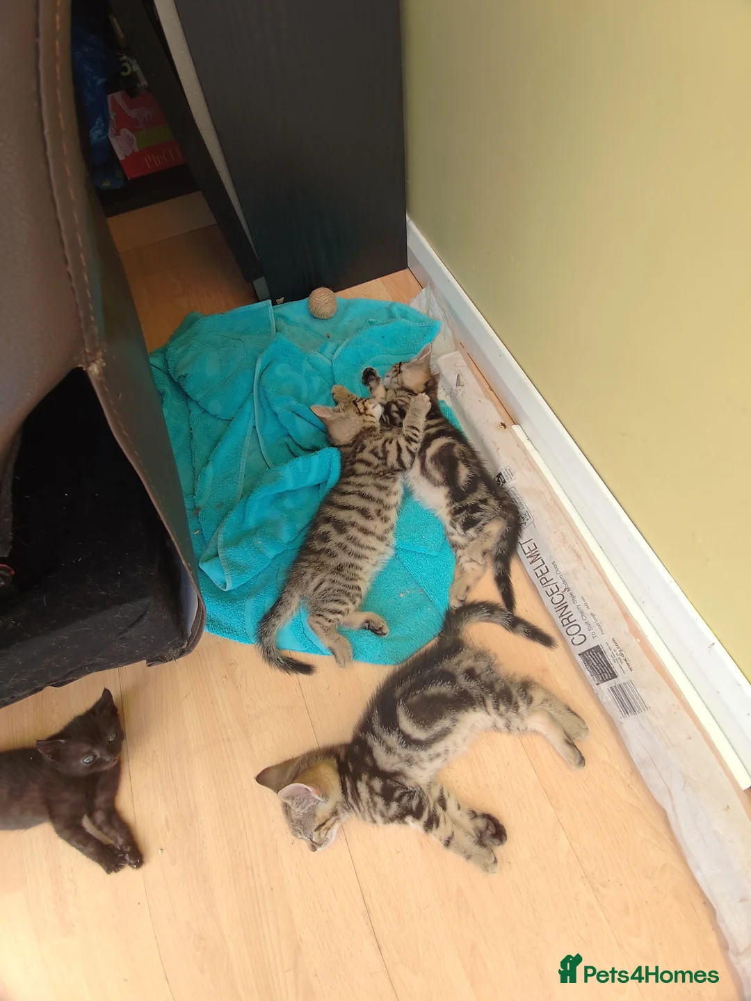 Mixed Breed cats for sale: 4 kittens to good hands  - Advert 2