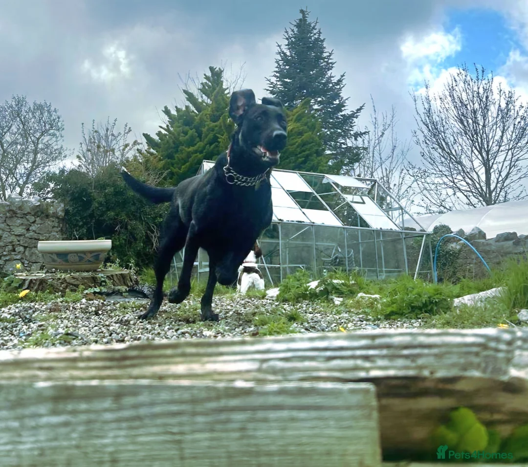 Labrador Retriever dogs for sale: Charlie - Advert 4