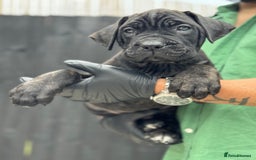 Mixed Breed dogs for sale: Last Four Mastiff pups available  - Image 19