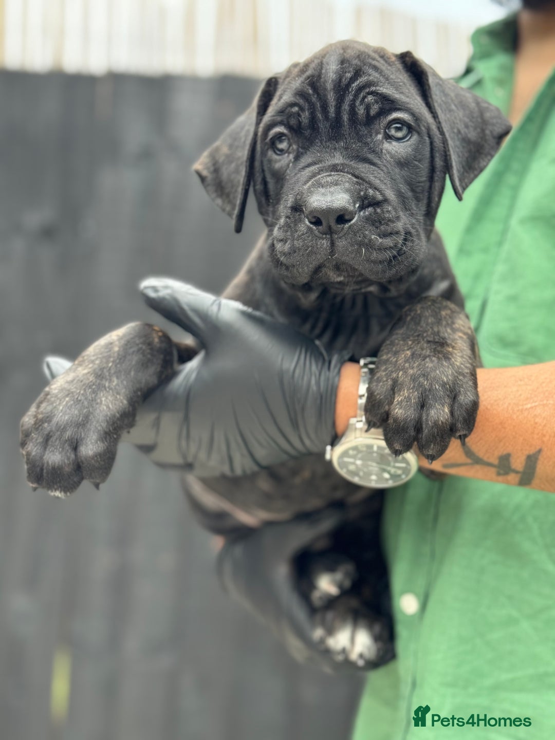Mixed Breed dogs for sale: Last Four Mastiff pups available  - Image 19