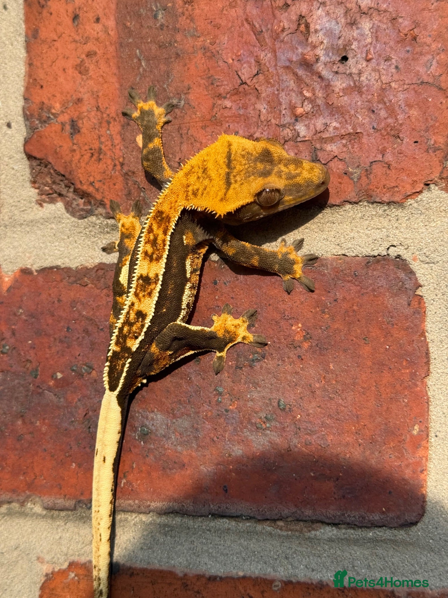 Gecko reptiles Crested Geckos  - Advert 1
