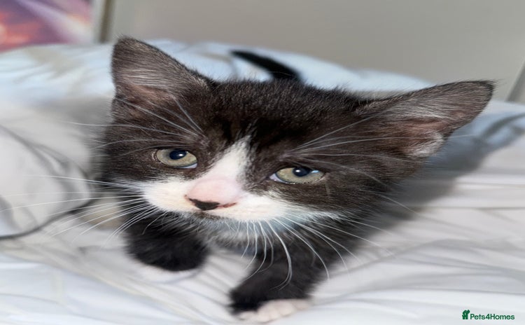 Mixed Breed cats - Advert 4