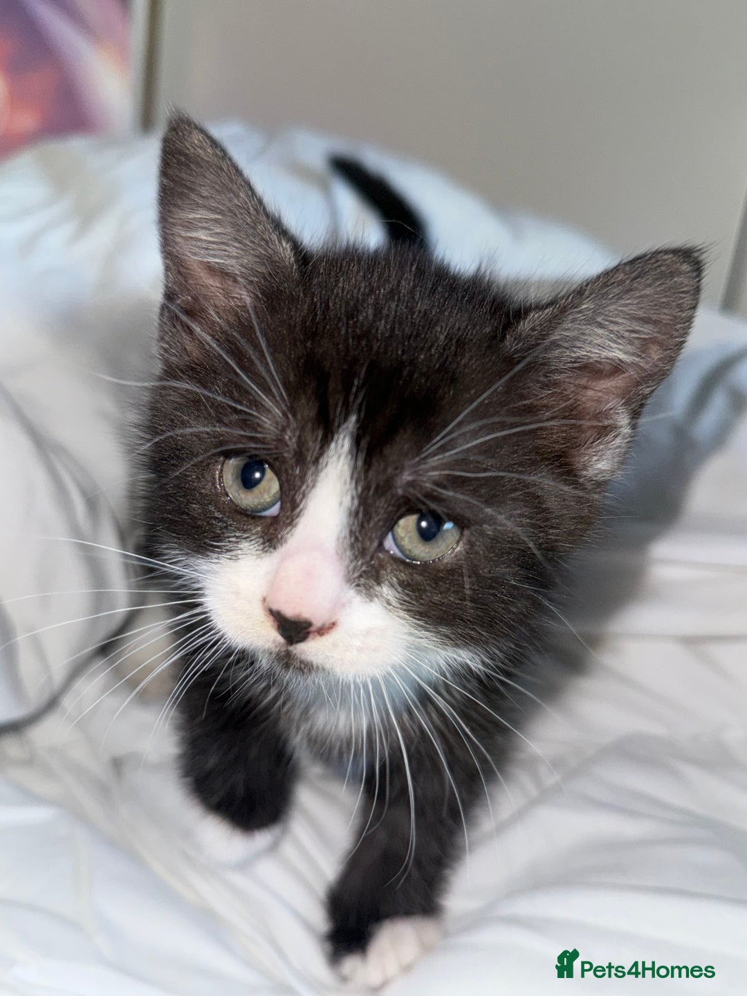 Mixed Breed cats for sale: 4 kittens for sale 2 boys & 2 girls - Image 1