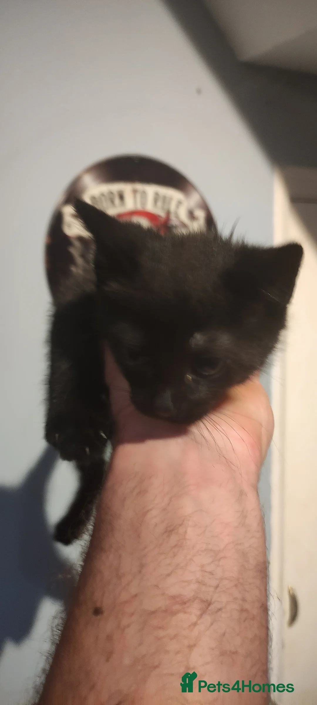 Mixed Breed cats for sale: Kittens in Houghton le Spring - Advert 2