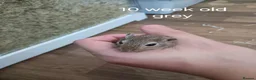 Gerbil rodents for sale: 8 Male Gerbils– Preferably Rehomed Together 🐹 - Advert 5