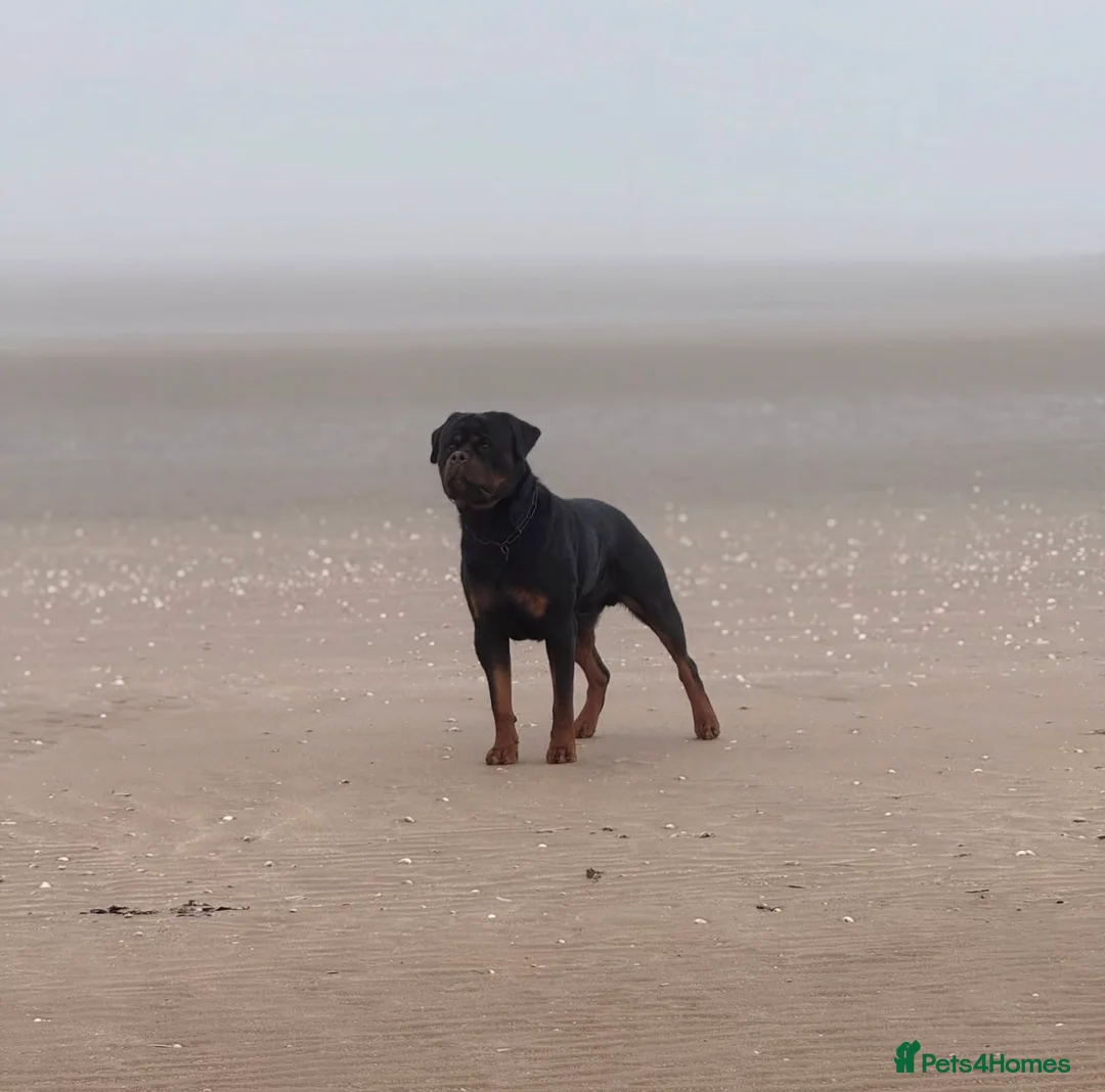 Rottweiler dogs for sale: Expecting Rottweiler pups - ready end of May  - Advert 5