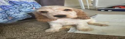 Cocker Spaniel dogs for sale: SIMPLY UNIQUE KC REG SHOW TYPE COCKER SPANIEL - Advert 7