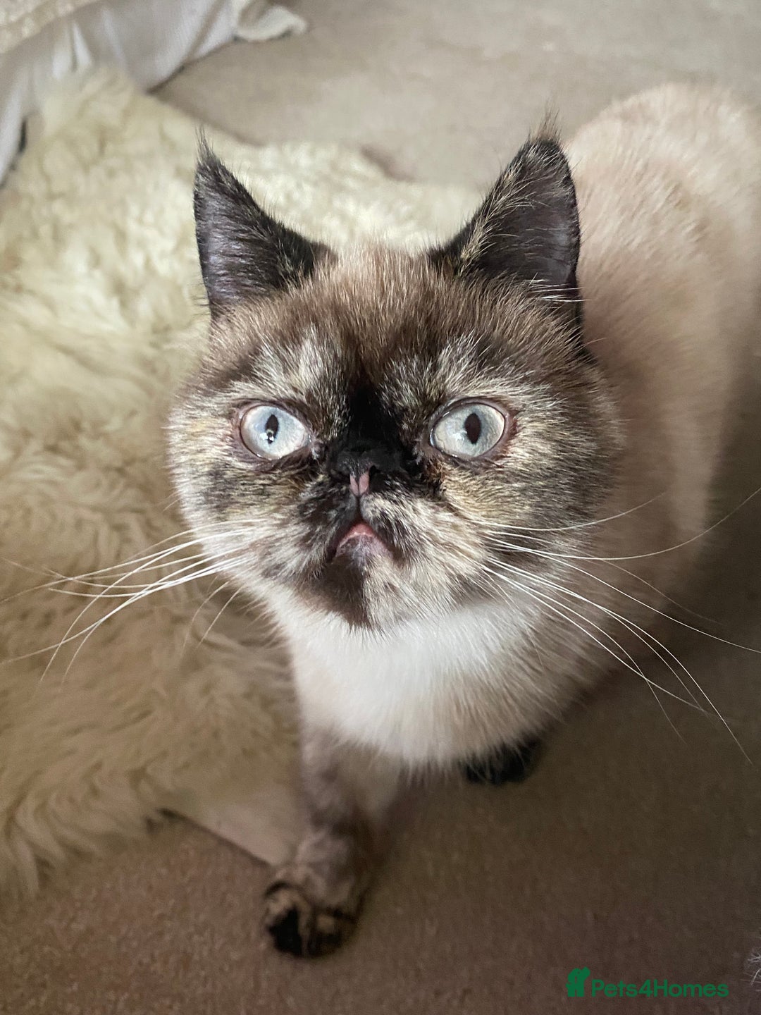 Exotic cats for sale: Fawn colour point Merle Exotic  - Image 6