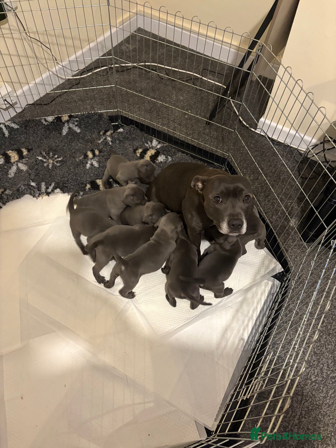 Staffordshire Bull Terrier dogs for sale: KC Registered Blue Staffordshire Bull Terrier  - Image 1