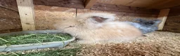 Angora rabbits for sale: Angora - Advert 8