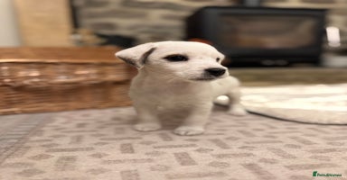 Jack Russell dogs - Advert 2