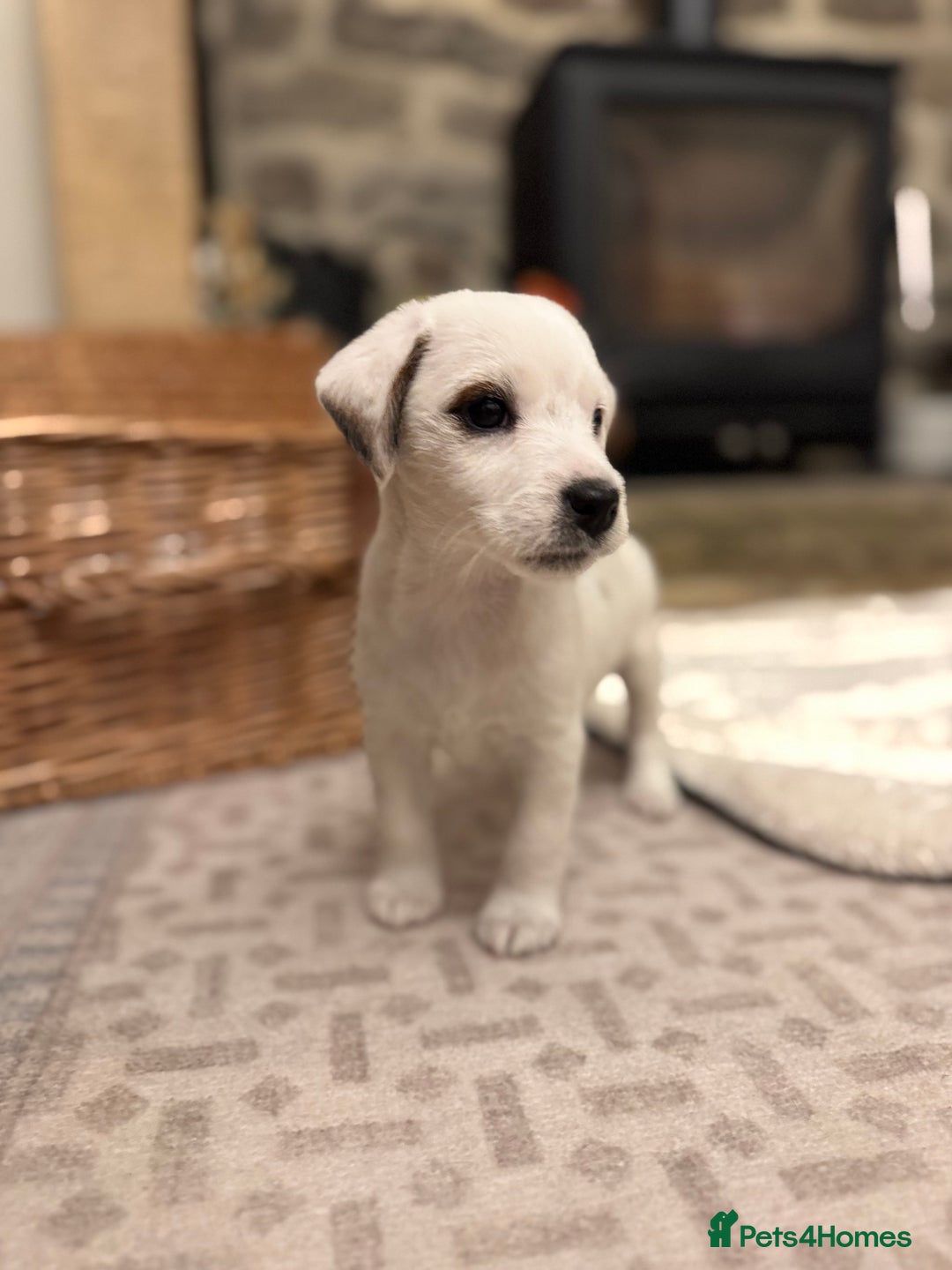 Jack Russell dogs for sale: Jack Russell Puppies *Ready Now* - Image 4