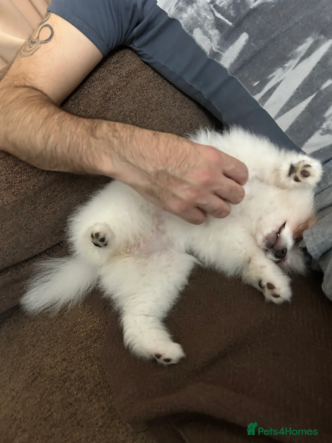 Pomeranian dogs for sale: Pomeranian Female Ready - Advert 8