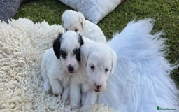 Jackapoo dogs for sale: Gorgeous F1b Jackapoos Worcester - family home - Image 16
