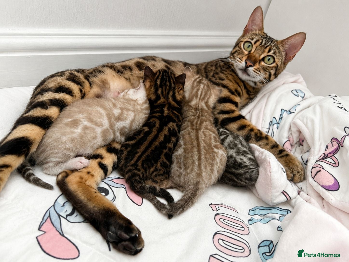 Bengal cats 🐆 Stunning Bengal Kittens – Gorgeous Rosettes - Advert 2