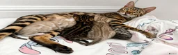 Bengal cats for sale: 🐆 Stunning Bengal Kittens – Gorgeous Rosettes - Advert 2