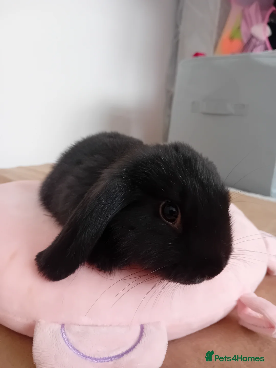 Mini Lop rabbits for sale: Baby Rabbits  - Advert 2