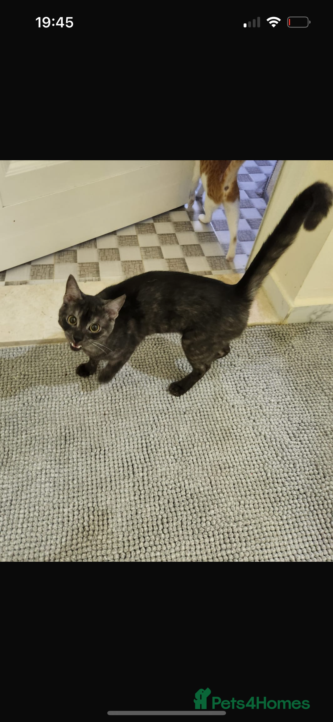 Mixed Breed cats for adoption: Bear! - Image 7