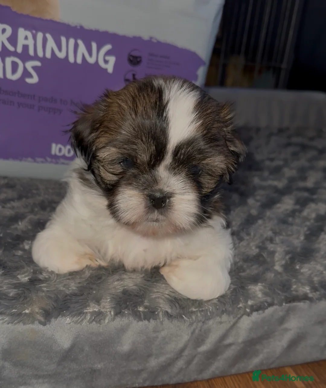 Shih Tzu dogs for sale: Purebred Shih Tzu Puppies Looking for Loving Homes - Advert 2