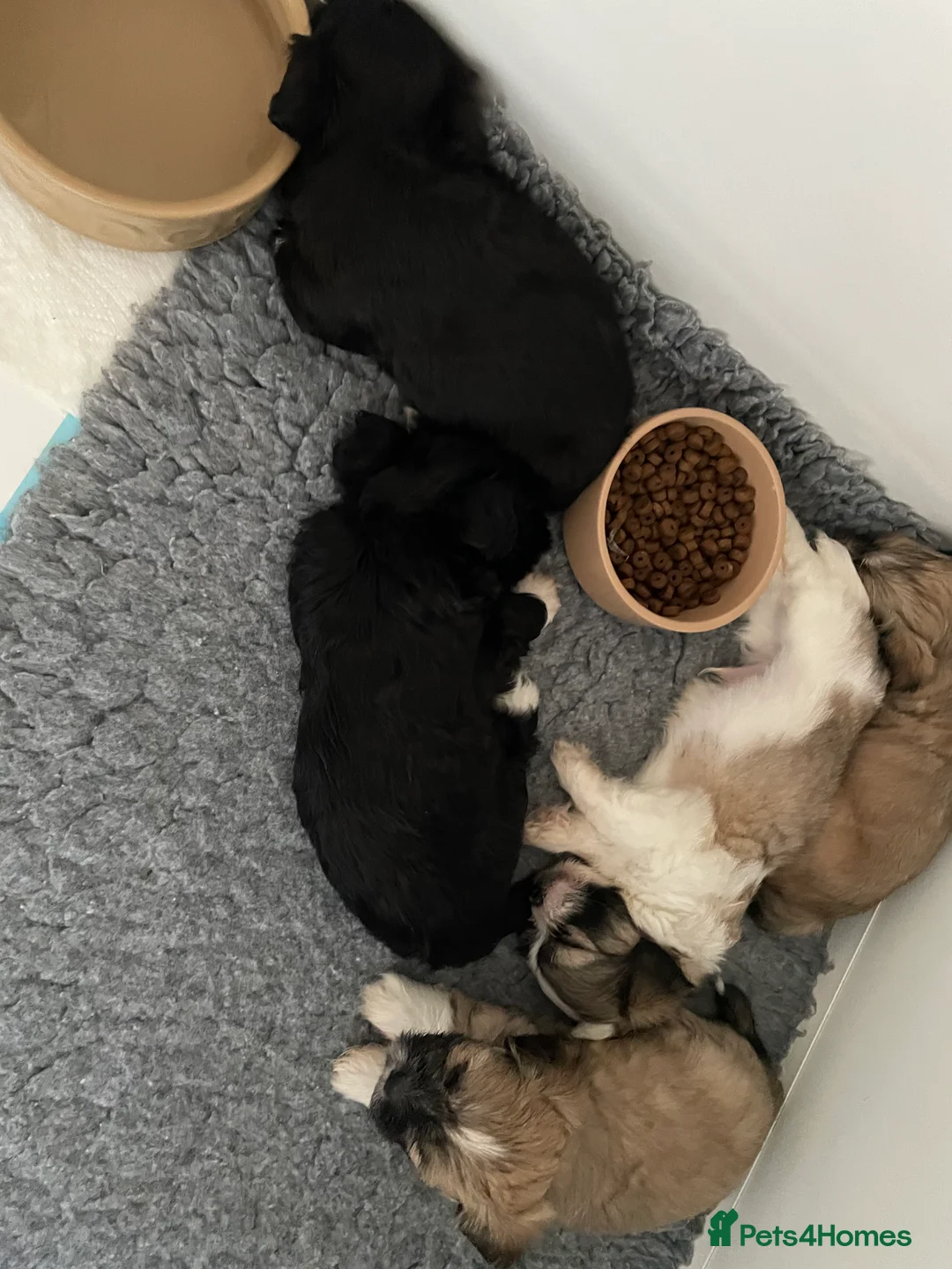 Lhasa Apso dogs for sale: Pedigree KC Reg Lhasa Apso Males For Sale  - Advert 4