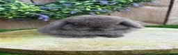 Mini Lop rabbits for sale: Mini lop baby rabbits 8 weeks old mixed litter  in Walsall - Advert 6